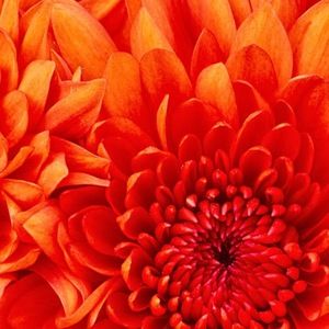 Meet your Posher, Nitza